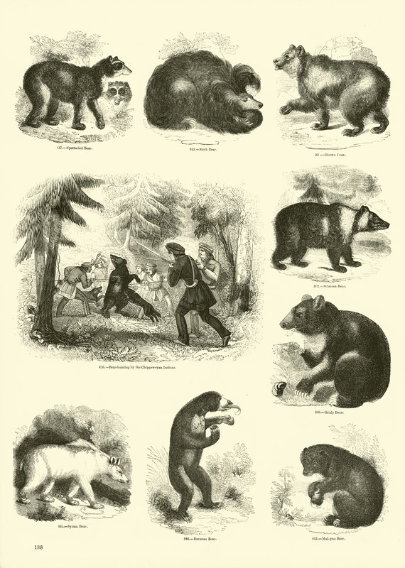 Page du Musée Pictural de la Nature Animée - English School