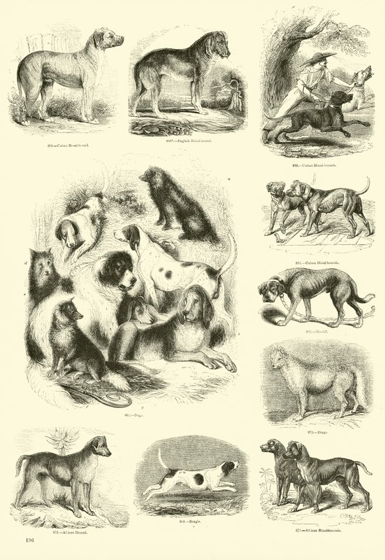 Page du Musée Pictural de la Nature Animée - English School