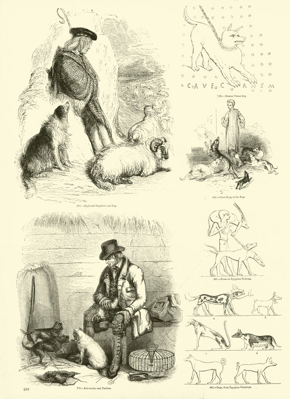 Page du Musée Pictural de la Nature Animée - English School
