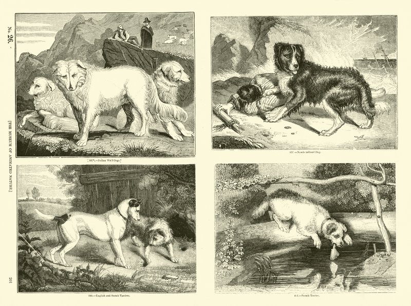 Page du Musée Pictural de la Nature Animée - English School