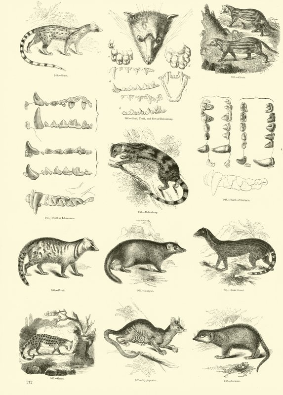 Page du Musée Pictural de la Nature Animée - English School