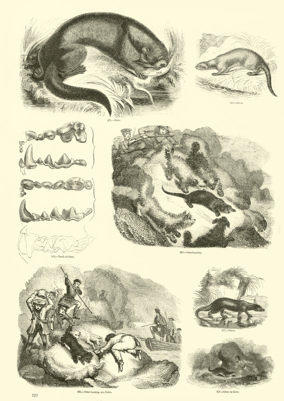 Page du Musée Pictural de la Nature Animée - English School