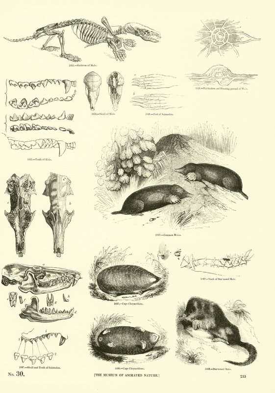 Page du Musée Pictural de la Nature Animée - English School