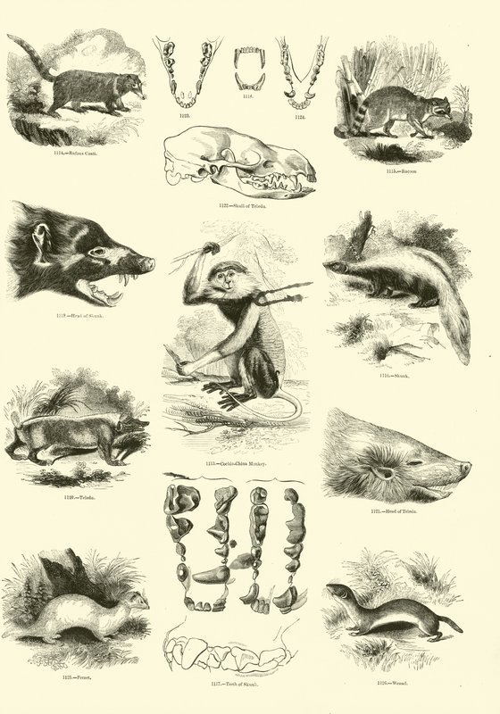 Page du Musée Pictural de la Nature Animée - English School