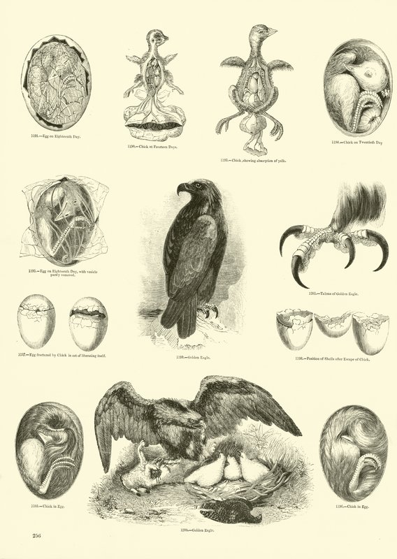 Page du Musée Pictural de la Nature Animée - English School