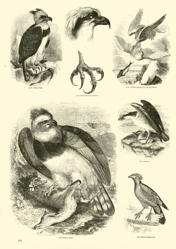 Page du Musée Pictural de la Nature Animée - English School