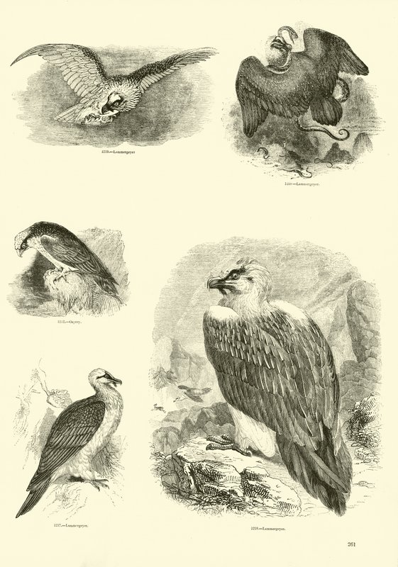 Page du Musée Pictural de la Nature Animée - English School