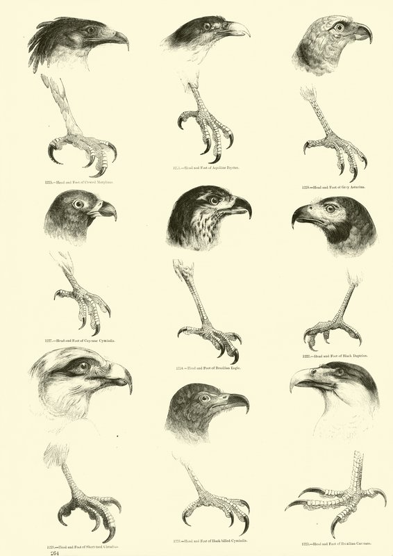 Page du Musée Pictural de la Nature Animée - English School