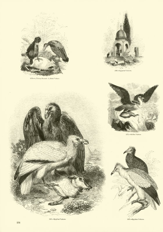 Page du Musée Pictural de la Nature Animée - English School