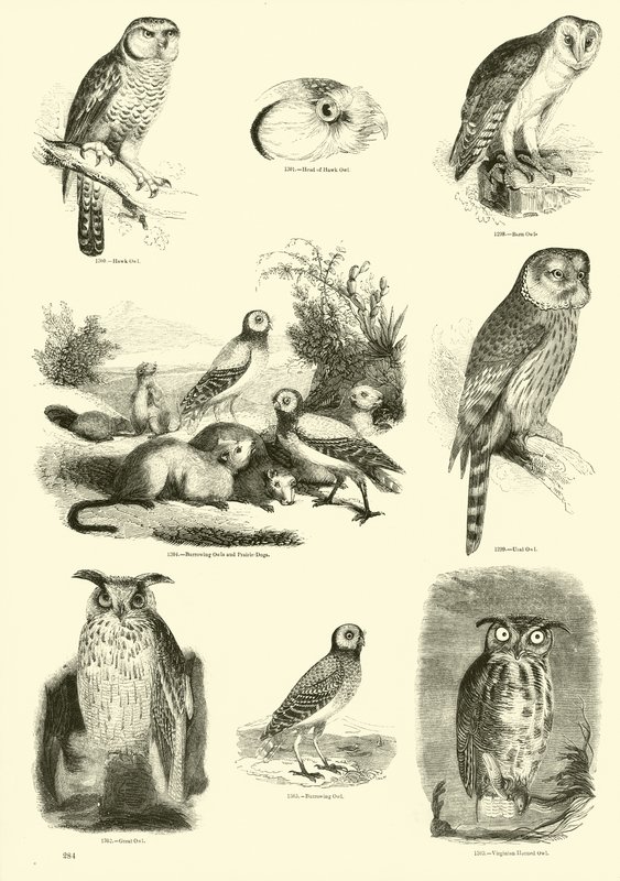 Page du Musée Pictural de la Nature Animée - English School