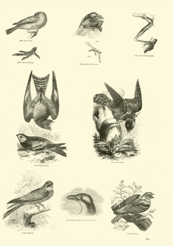 Page du Musée Pictural de la Nature Animée - English School