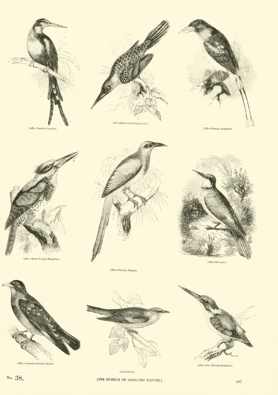 Page du Musée Pictural de la Nature Animée - English School