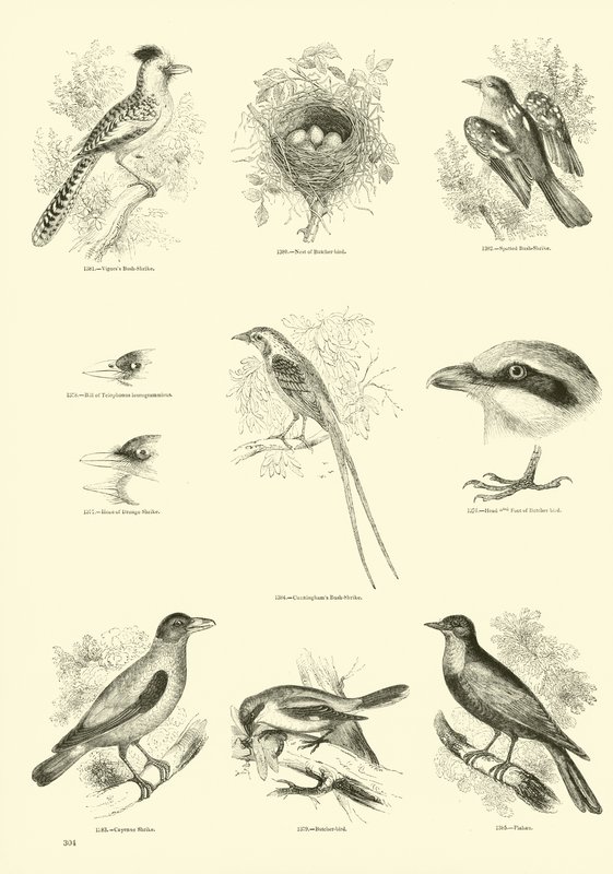 Page du Musée Pictural de la Nature Animée - English School