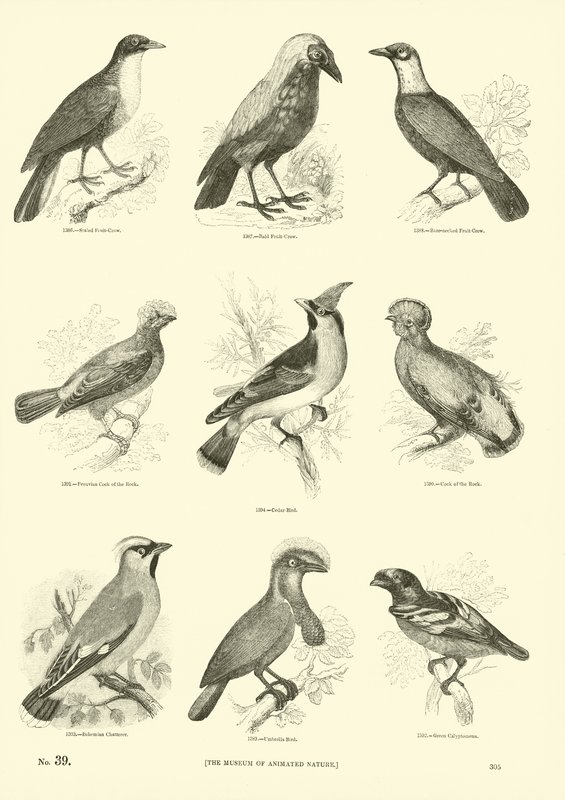 Page du Musée Pictural de la Nature Animée - English School