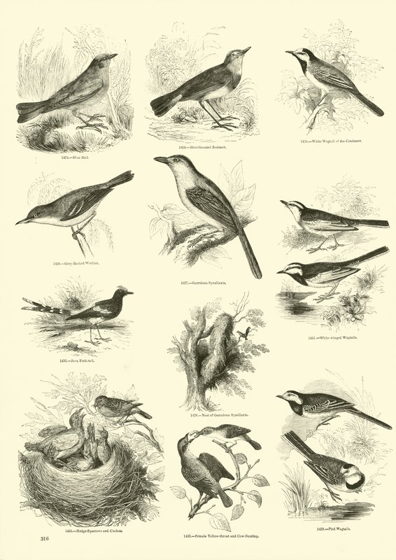 Page du Musée Pictural de la Nature Animée - English School