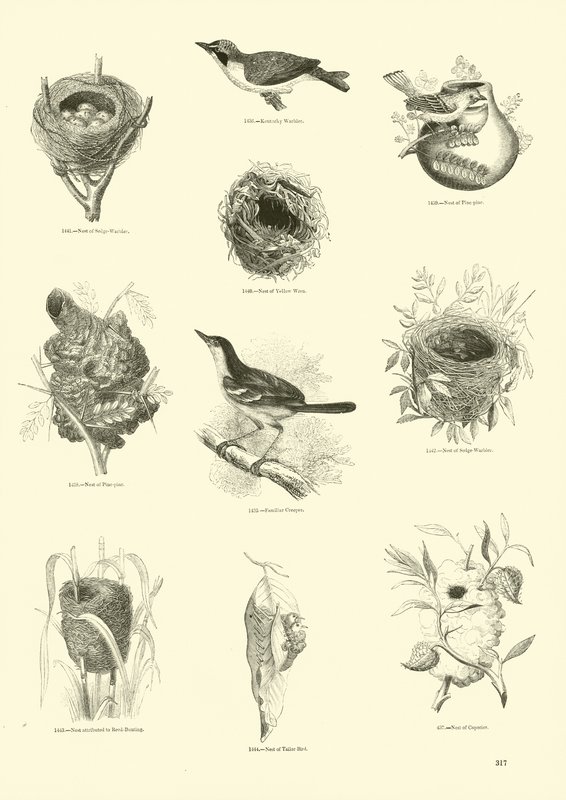 Page du Musée Pictural de la Nature Animée - English School
