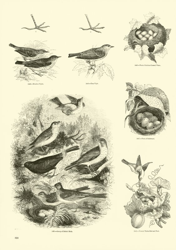 Page du Musée Pictural de la Nature Animée - English School