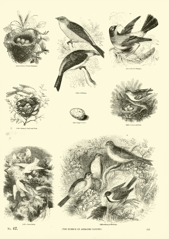 Page du Musée Pictural de la Nature Animée - English School
