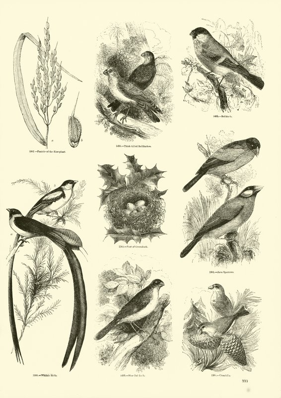 Page du Musée Pictural de la Nature Animée - English School