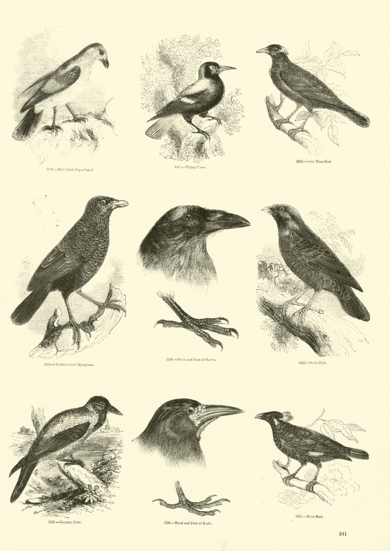 Page du Musée Pictural de la Nature Animée - English School