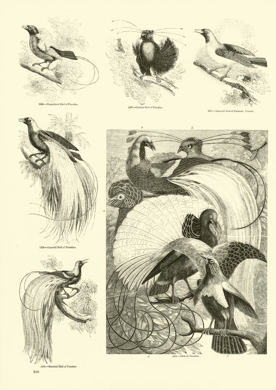 Page du Musée Pictural de la Nature Animée - English School