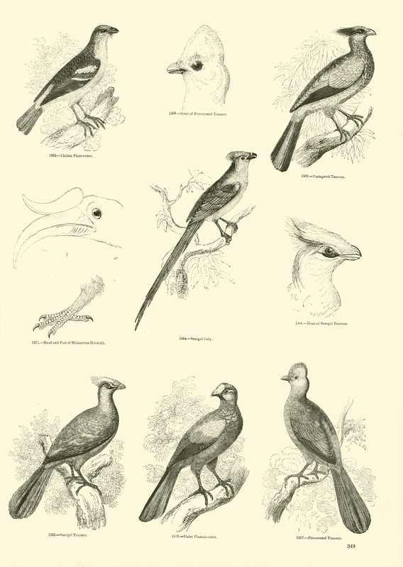 Page du Musée Pictural de la Nature Animée - English School