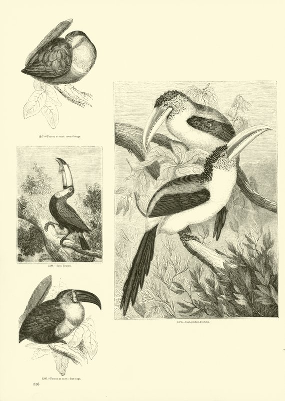 Page du Musée Pictural de la Nature Animée - English School
