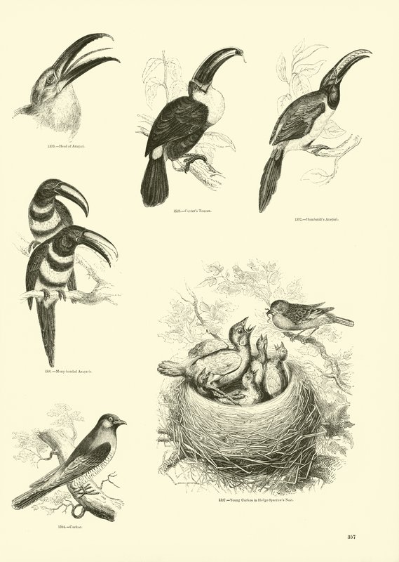 Page du Musée Pictural de la Nature Animée - English School