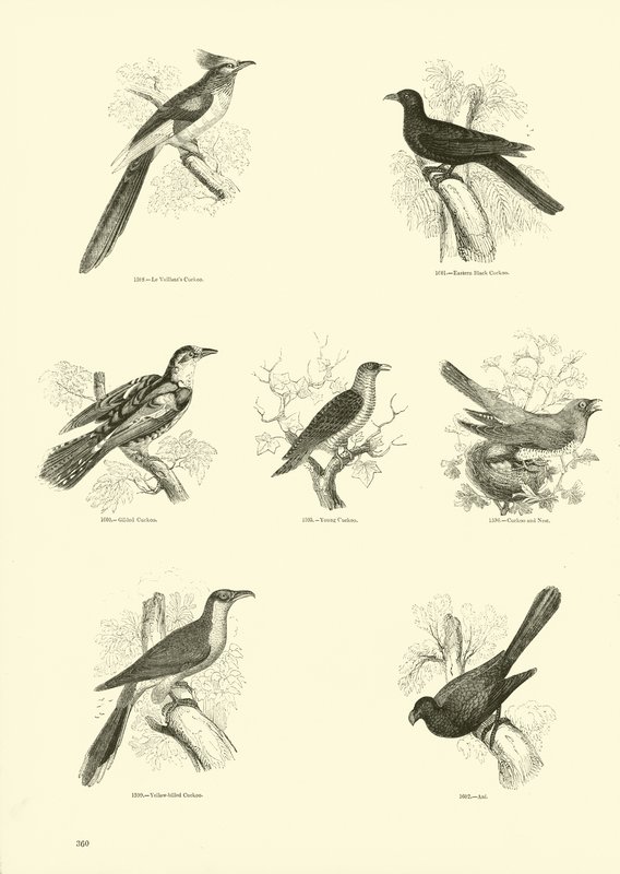 Page du Musée Pictural de la Nature Animée - English School