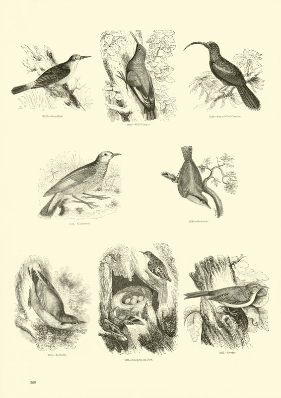 Page du Musée Pictural de la Nature Animée - English School