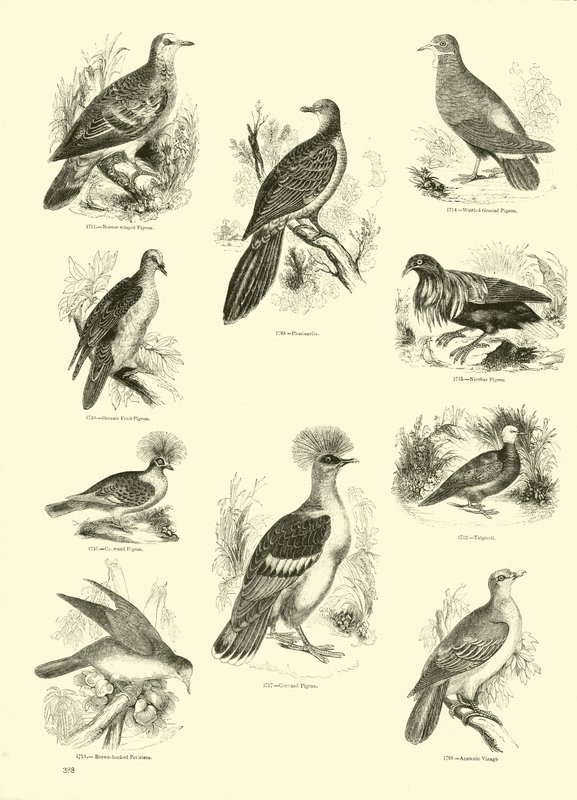 Page du Musée Pictural de la Nature Animée - English School