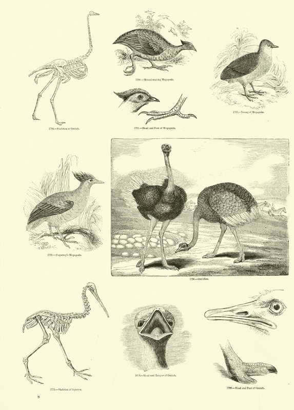 Page du Musée Pictural de la Nature Animée - English School