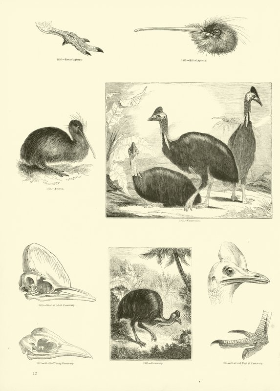 Page du Musée Pictural de la Nature Animée - English School
