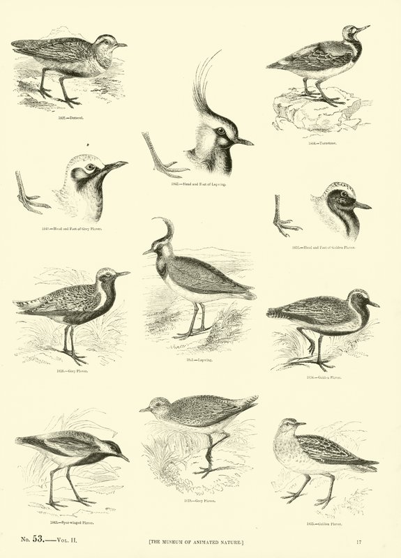 Page du Musée Pictural de la Nature Animée - English School