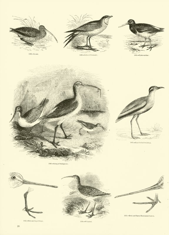 Page du Musée Pictural de la Nature Animée - English School
