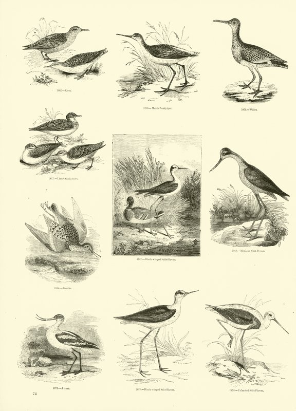 Page du Musée Pictural de la Nature Animée - English School