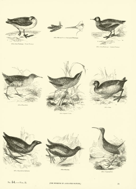 Page du Musée Pictural de la Nature Animée - English School