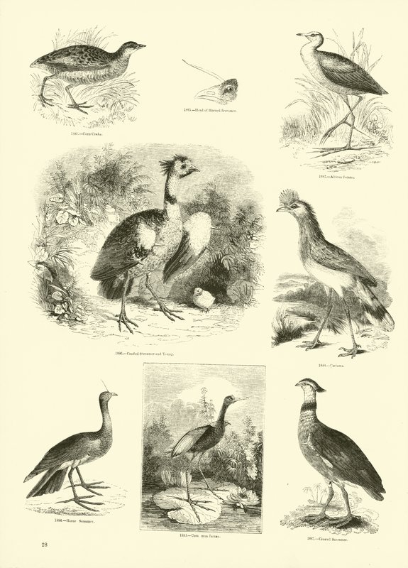 Page du Musée Pictural de la Nature Animée - English School
