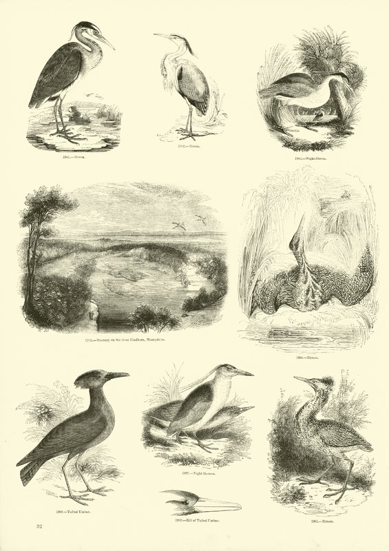 Page du Musée Pictural de la Nature Animée - English School