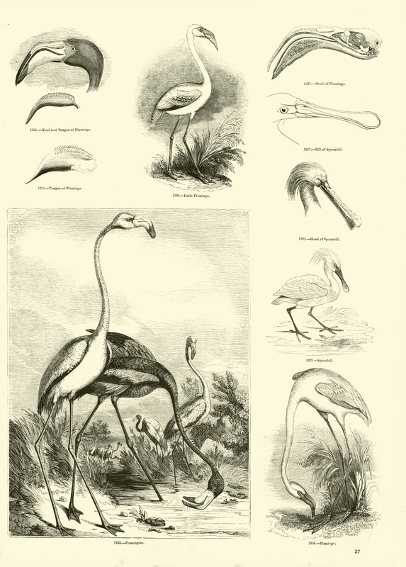 Page du Musée Pictural de la Nature Animée - English School
