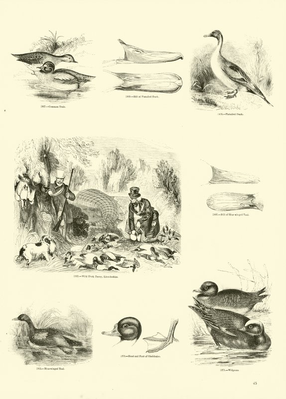 Page du Musée Pictural de la Nature Animée - English School