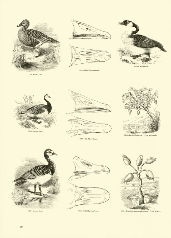 Page du Musée Pictural de la Nature Animée - English School
