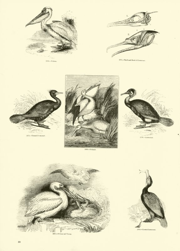 Page du Musée Pictural de la Nature Animée - English School