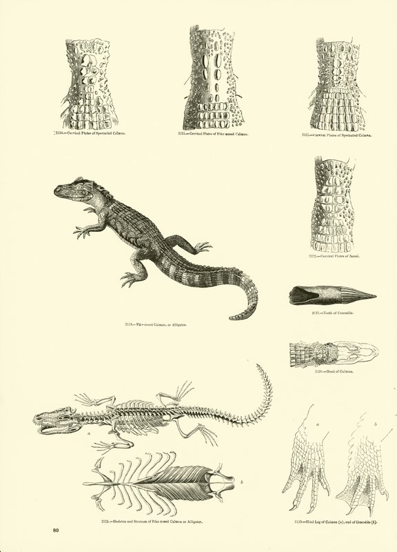 Page du Musée Pictural de la Nature Animée - English School