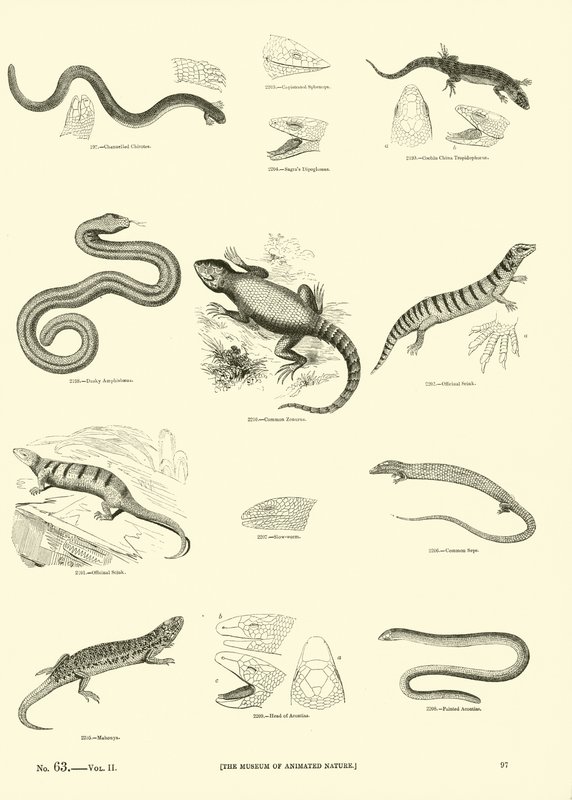 Page du Musée Pictural de la Nature Animée - English School