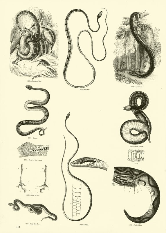 Page du Musée Pictural de la Nature Animée - English School