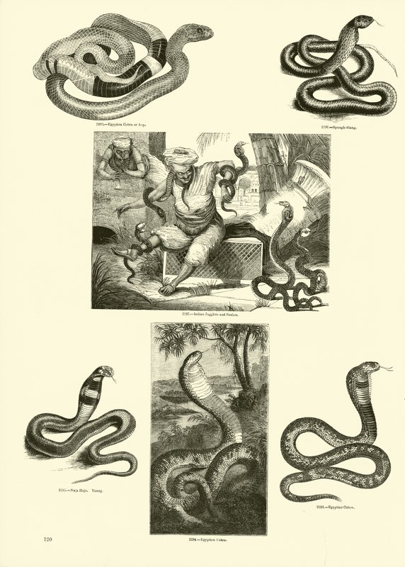 Page du Musée Pictural de la Nature Animée - English School