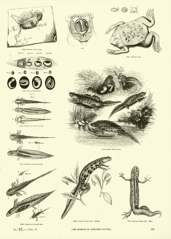 Page du Musée Pictural de la Nature Animée - English School