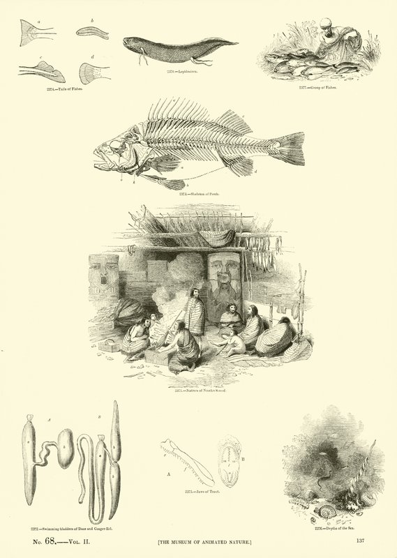 Page du Musée Pictural de la Nature Animée - English School