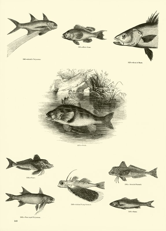 Page du Musée Pictural de la Nature Animée - English School